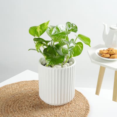 Money Plant In A Sleek White Planter