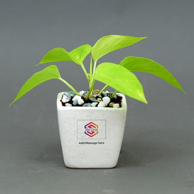 Money Plant in Ceramic Pot Customized with Message & Logo: Gift/Send Business Gifts Online L11119395 |IGP.com