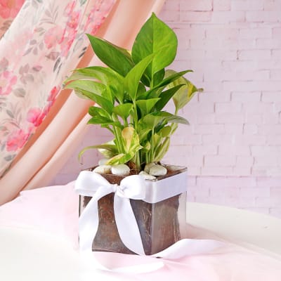 Buy Vibrant Green Jade Plant, Two Layer Bamboo Plant, Gonden Money Plant,  Pothos Plant in Multicolor Plastic Pot/Indoor Plants/Airpurifying Plants/ Gift for Birthday Home Decor Online at Lowest Price Ever in India |