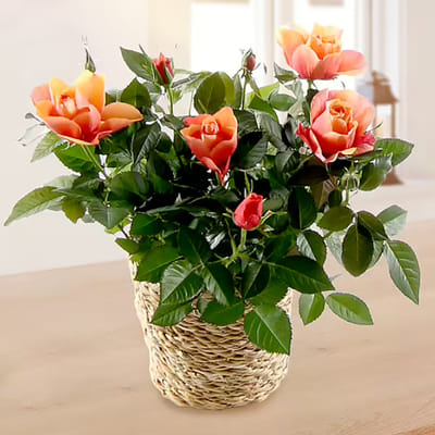 Orange Rose In Wicker Basket: Gift/Send Valentine's Day Gifts Online