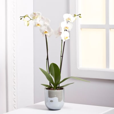 Orchid deals plants online