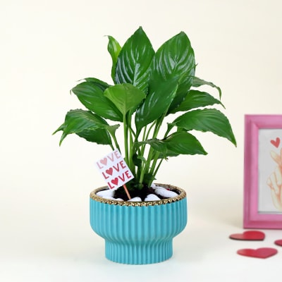 Peace Lilly Love With Planter