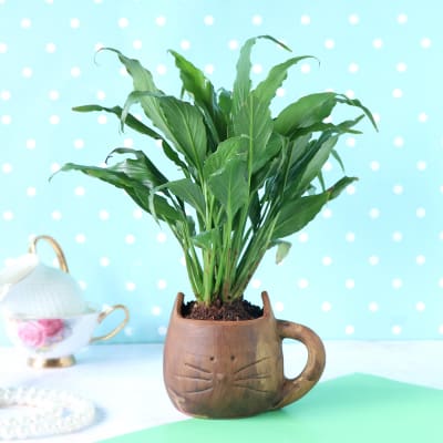Peace Lily Plant in Cat-Mug Shape Ceramic Planter