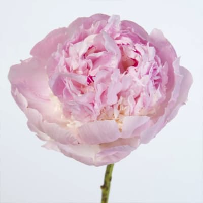 Angel peony new arrivals