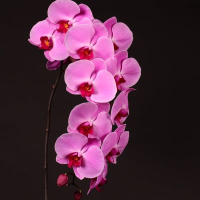 Buy/Send Phalaenopsis Surabaya per Stem Online | IGP | WF1096047