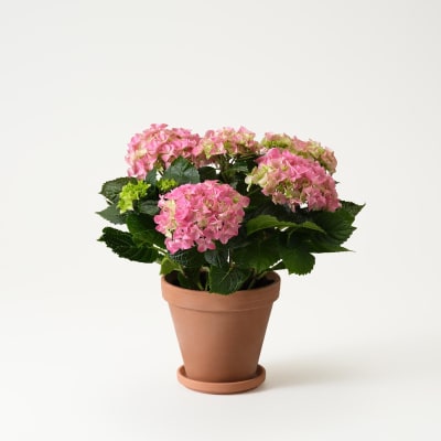 Order Pink hortensia Online at Best Price, Free Delivery|IGP Flowers