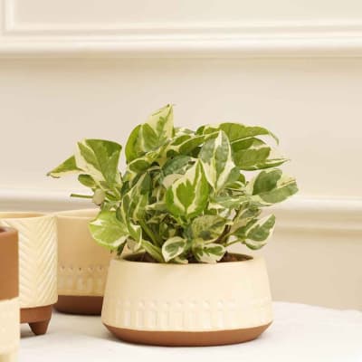 Buy/Send Planters Gardenia Earthy Set Of 4 Online | IGP | JVS1258925