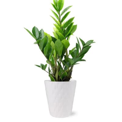 Buy/Send Potted ZZ Houseplant in Natural Wood Online | IGP | JVS1204664