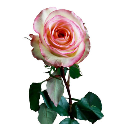 Buy/Send Rose Jumeliya (Bunch of 20) Online | IGP | WF1096584