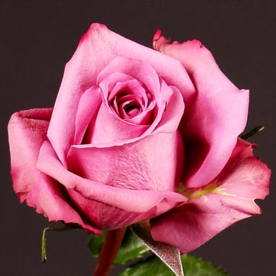 Buy Send Rose New Orleans Bunch Of 20 Online 