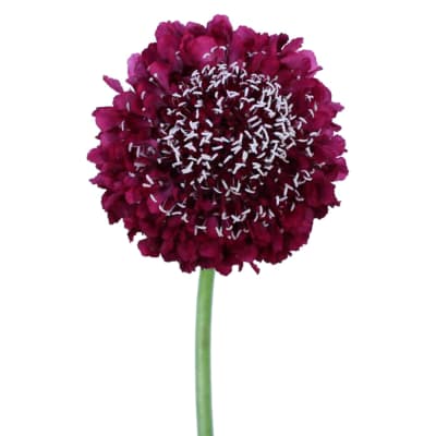 Buy/Send Scabiosa Strawberry Scoop Bunch of 10 Online | IGP | WF1096174