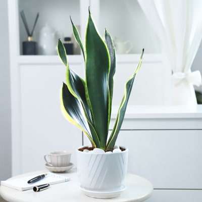 Buy/Send Snake Plant With Planter Online | IGP | JVS1264415