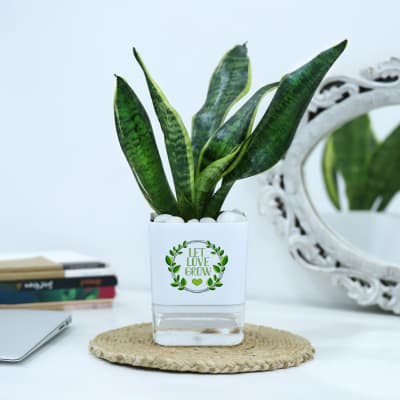 Snake Plant With Self-Watering Planter