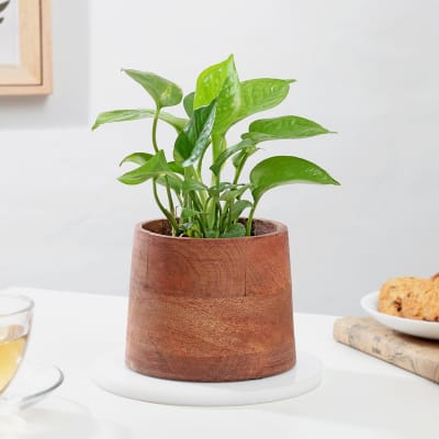 Stunning Money Plant And Wooden Planter