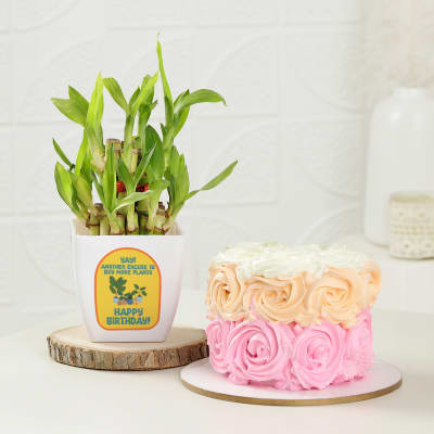 Stunning Two-Layered Bamboo Plant And Mini Birthday Cake