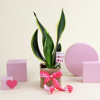 Super Fresh Snake Plant with Jute Vase