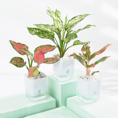 Vibrant Aglaonema Trio