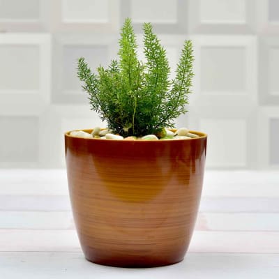 Plants Online Indoor Natural Plant