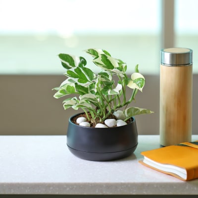 White Pothos Plant in a Metal Planter