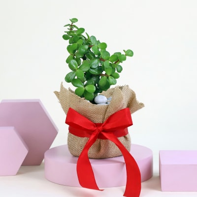 Jade Plant In Eco Friendly Ceramic Pot| Best for Gifting | Low Mainten –  Chirukaanuka