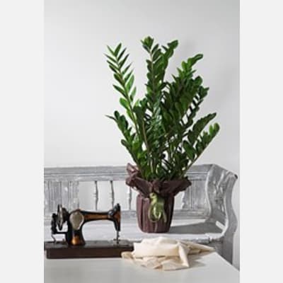 Buy/Send Zamia Plant Online | IGP | ID1194629