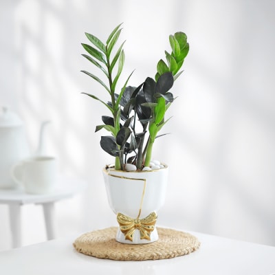 ZZ Plant In Golden Bow Planter