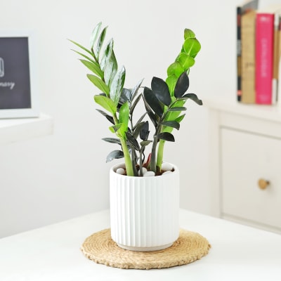 ZZ Plant In Ribbed White Planter