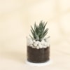 Gift Adorable Haworthia Succulent With Glass Planter