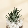 Buy Adorable Haworthia Succulent With Glass Planter