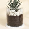 Shop Adorable Haworthia Succulent With Glass Planter