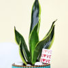 Gift Adorable Snake Superba Plant with Green Vase