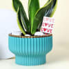 Buy Adorable Snake Superba Plant with Green Vase