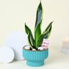 Adorable Snake Superba Plant with Green Vase Online