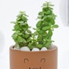 Shop Adorable Teddy Terracotta Planter And Jade Plant