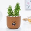 Adorable Teddy Terracotta Planter And Jade Plant Online