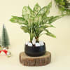 Aglaonema Snow White Plant Online