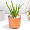 Gift Aloe Vera Plant in Cylindrical Metal Pot