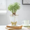 Gift Aralia Plant In Golden Bow Planter