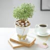 Buy Aralia Plant In Golden Bow Planter