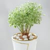 Shop Aralia Plant In Golden Bow Planter