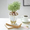 Aralia Plant In Golden Bow Planter Online