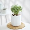 Buy Aralia Plant In Ribbed White Planter