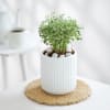 Shop Aralia Plant In Ribbed White Planter