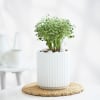 Aralia Plant In Ribbed White Planter Online