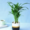 Gift Areca Palm Plant in Dual Tone Planter