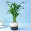 Buy Areca Palm Plant in Dual Tone Planter