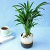 Areca Palm Plant in Dual Tone Planter Online