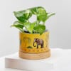 Gift Balance Of Life- Money Plant And Bamboo Plant Combo