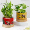 Balance Of Life- Money Plant And Bamboo Plant Combo Online