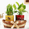 Balance Of Life- Money Plant And Bamboo Plant Combo Online